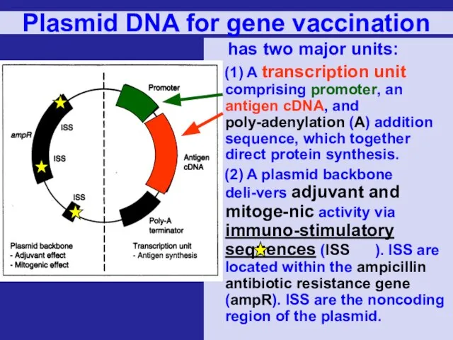 Plasmid DNA for gene vaccination has two major units: (1) A transcription