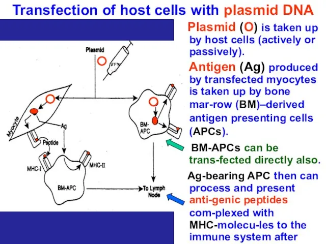 Transfection of host cells with plasmid DNA Plasmid (O) is taken up