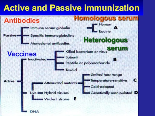 Active and Passive immunization Antibodies Vaccines Homologous serum Heterologous serum