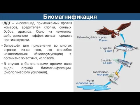 Биомагнификация ДДТ – инсектицид, применяемый против комаров, вредителей хлóпка, соевых бобов, арахиса.