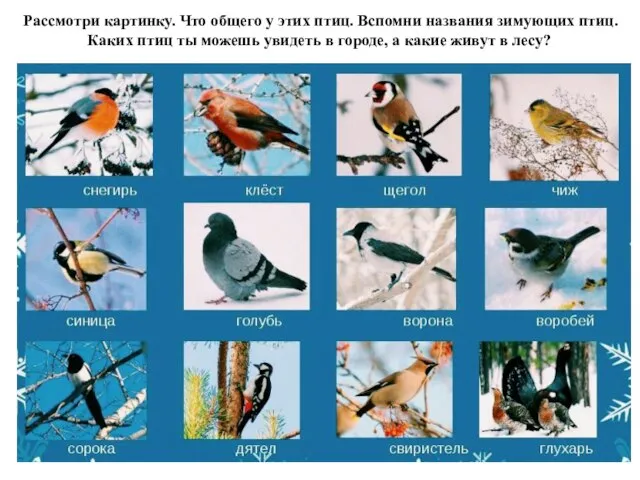 Рассмотри картинку. Что общего у этих птиц. Вспомни названия зимующих птиц. Каких