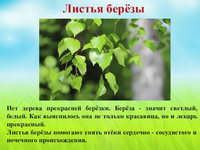 Сушка и хранение трав Воздушная теневая сушка применяется для трав, листьев и