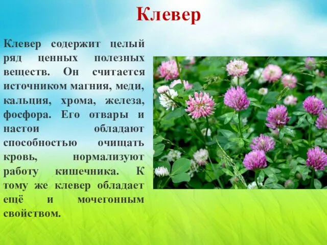 Клевер содержит целый ряд ценных полезных веществ. Он считается источником магния, меди,