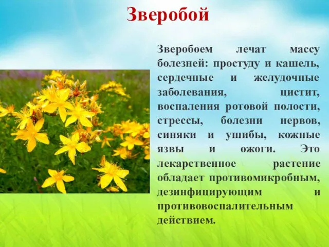 Зверобоем лечат массу болезней: простуду и кашель, сердечные и желудочные заболевания, цистит,