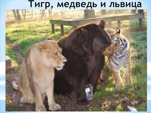 Тигр, медведь и львица