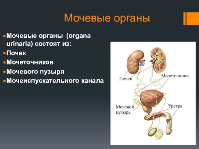 Мочевые органы Мочевые органы (organa urinaria) состоят из: Почек Мочеточников Мочевого пузыря Мочеиспускательного канала