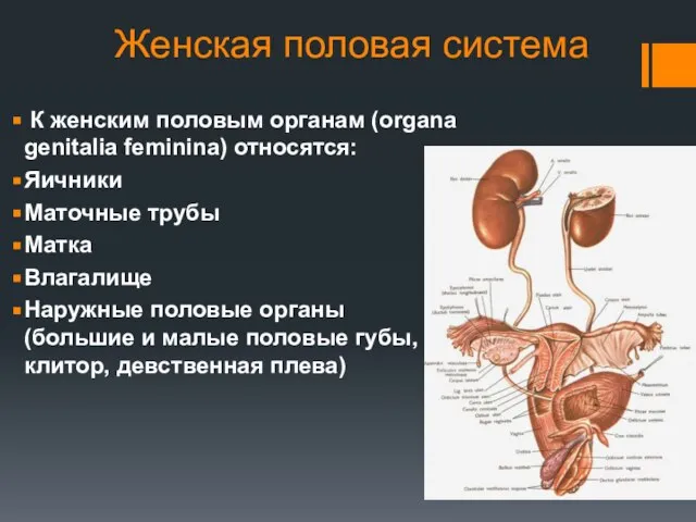 Женская половая система К женским половым органам (organa genitalia feminina) относятся: Яичники