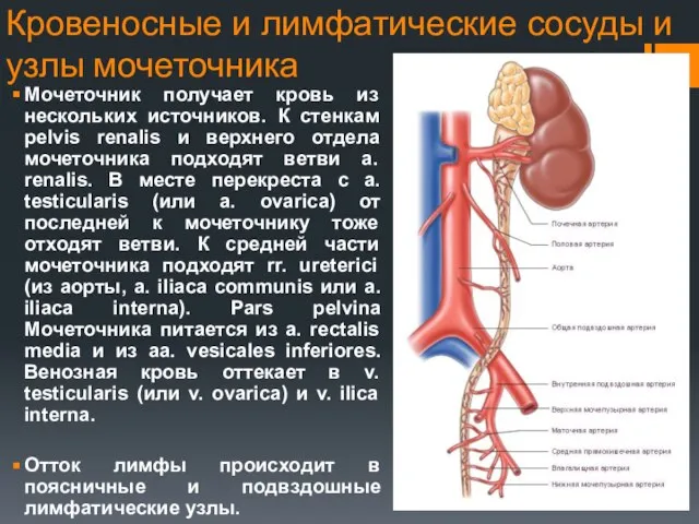Кровеносные и лимфатические сосуды и узлы мочеточника Мочеточник получает кровь из нескольких