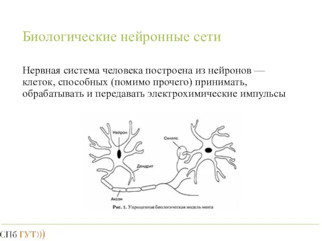 Биологические нейронные сети Нервная система человека построена из нейронов — клеток, способных