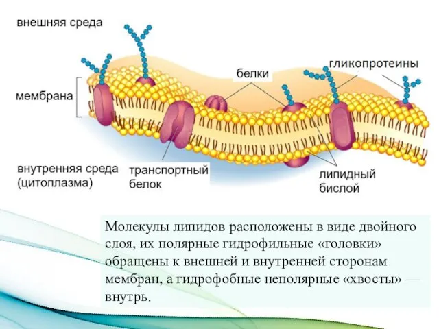 Молекулы липидов расположены в виде двойного слоя, их полярные гидрофильные «головки» обращены