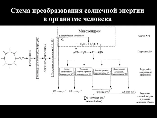 Схема преобразования солнечной энергии в организме человека