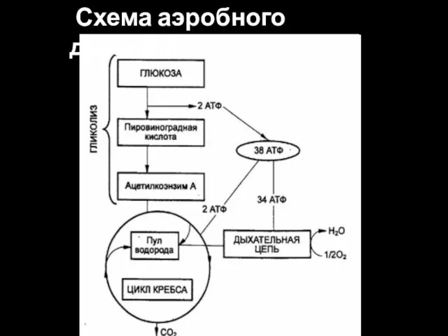 Схема аэробного дыхания