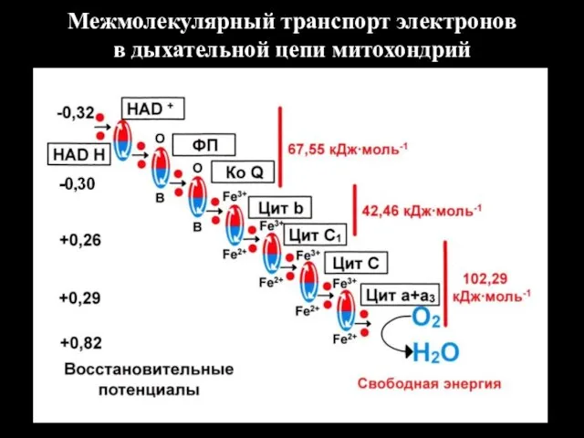 Межмолекулярный транспорт электронов в дыхательной цепи митохондрий