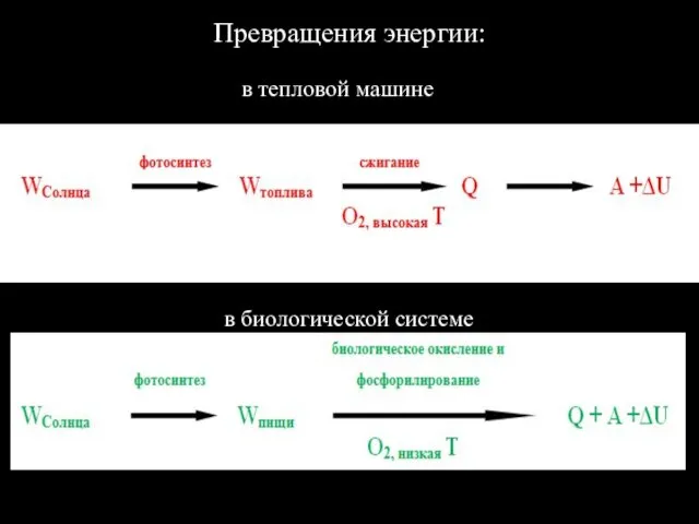 Превращения энергии: в биологической системе в тепловой машине