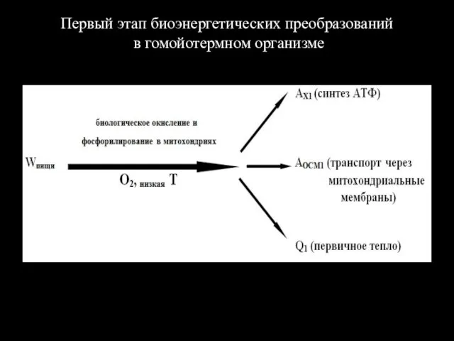 Первый этап биоэнергетических преобразований в гомойотермном организме