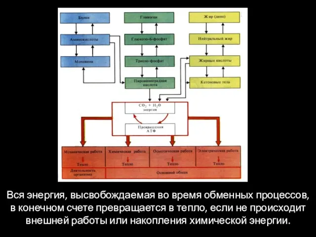 Вся энергия, высвобождаемая во время обменных процессов, в конечном счете превращается в