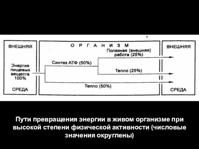 Пути превращения энергии в живом организме при высокой степени физической активности (числовые значения округлены)