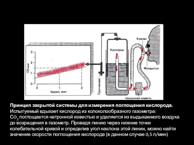 Принцип закрытой системы для измерения поглощения кислорода. Испытуемый вдыхает кислород из колоколообразного
