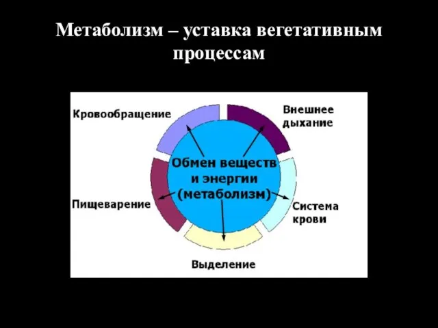 Метаболизм – уставка вегетативным процессам