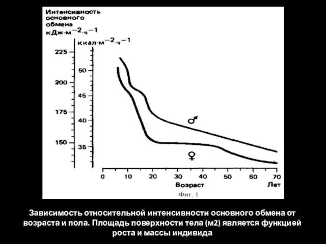 Зависимость относительной интенсивности основного обмена от возраста и пола. Площадь поверхности тела