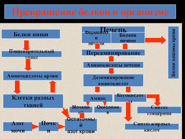 Превращение белков в организме Белки пищи Пищеварительный тракт Аминокислоты крови Клетки разных