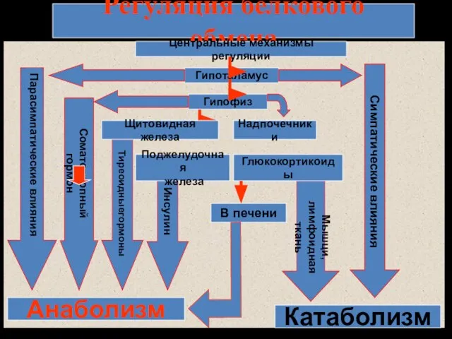 Регуляция белкового обмена Центральные механизмы регуляции Гипоталамус Гипофиз Поджелудочная железа Надпочечники Парасимпатические