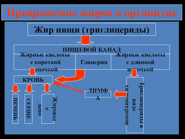 Превращение жиров в организме Жир пищи (триглицериды) ПИЩЕВОЙ КАНАЛ КРОВЬ ЛИМФА СЕРДЦЕ