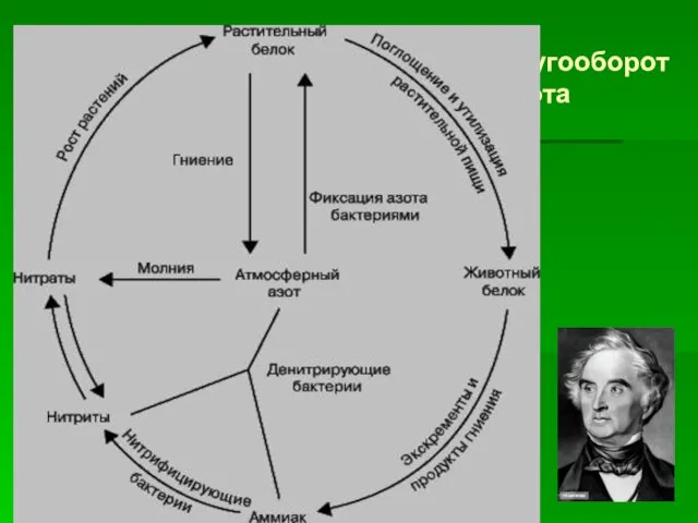 Кругооборот азота