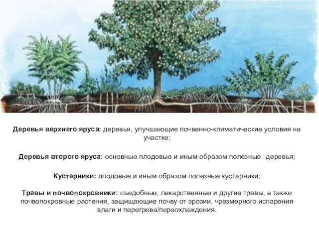 Деревья верхнего яруса: деревья, улучшающие почвенно-климатические условия на участке; Деревья второго яруса: