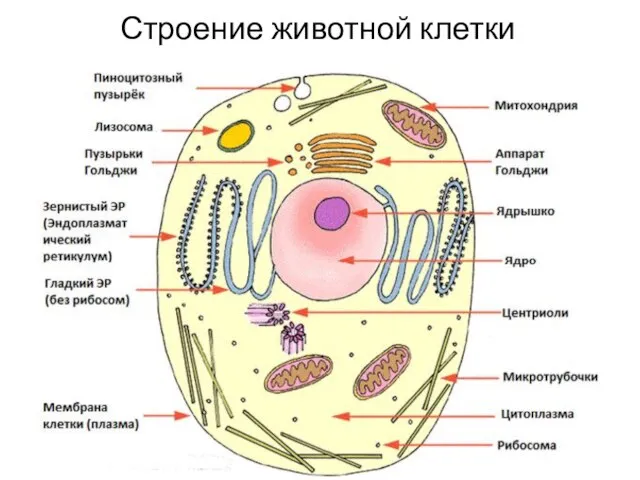 Строение животной клетки