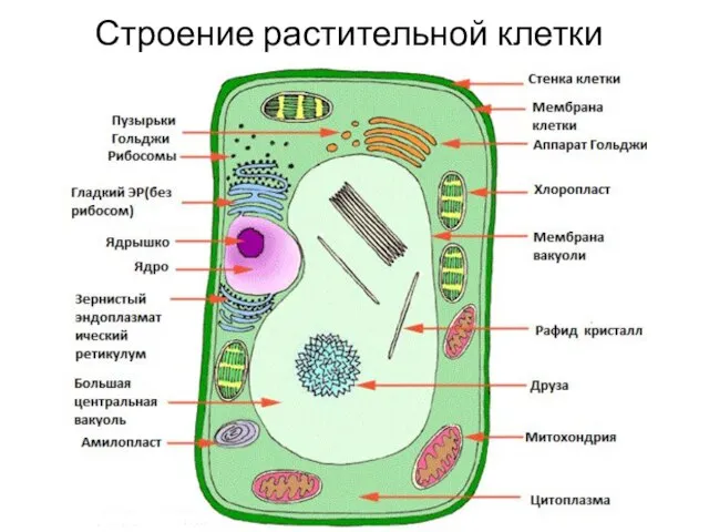 Строение растительной клетки