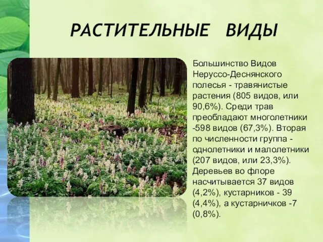 Большинство Видов Неруссо-Деснянского полесья - травянистые растения (805 видов, или 90,6%). Среди