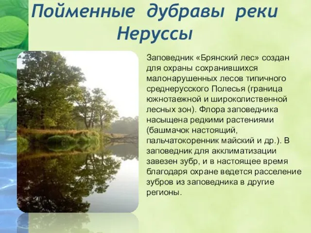 Пойменные дубравы реки Неруссы Заповедник «Брянский лес» создан для охраны сохранившихся малонарушенных