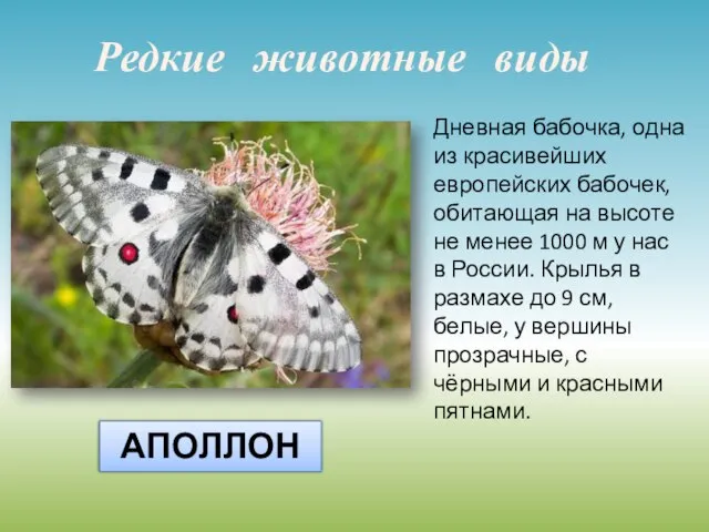 Дневная бабочка, одна из красивейших европейских бабочек, обитающая на высоте не менее