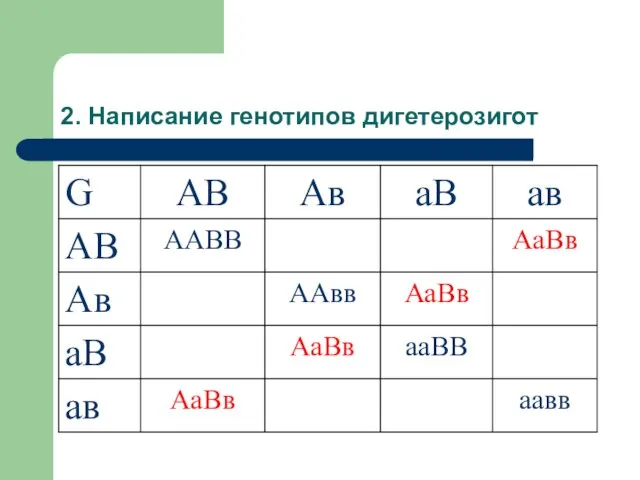 2. Написание генотипов дигетерозигот