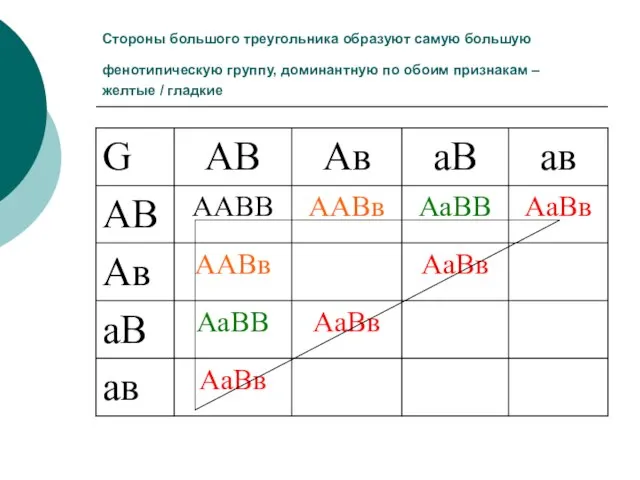 Стороны большого треугольника образуют самую большую фенотипическую группу, доминантную по обоим признакам – желтые / гладкие