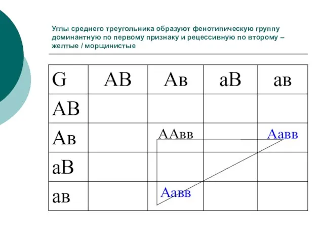 Углы среднего треугольника образуют фенотипическую группу доминантную по первому признаку и рецессивную