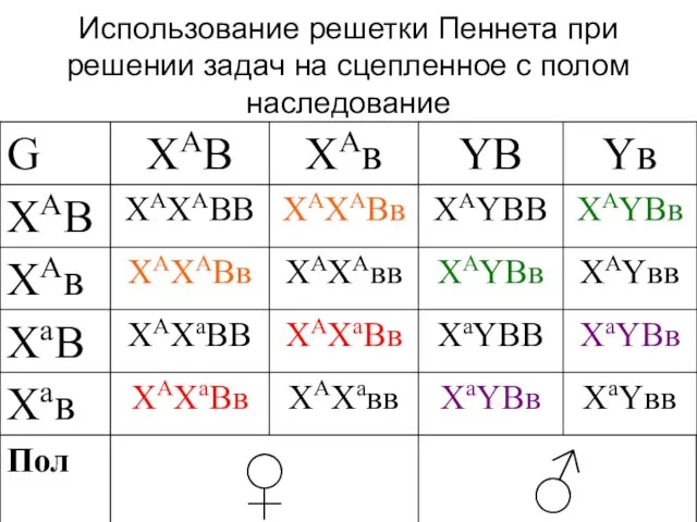 Использование решетки Пеннета при решении задач на сцепленное с полом наследование