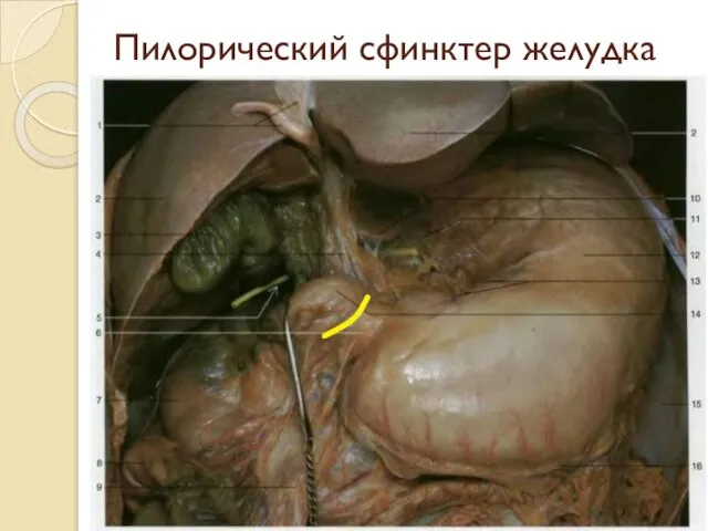 Пилорический сфинктер желудка