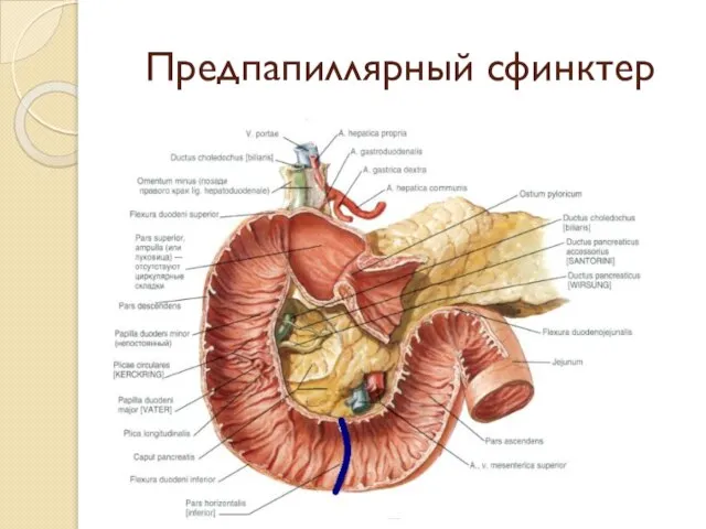 Предпапиллярный сфинктер