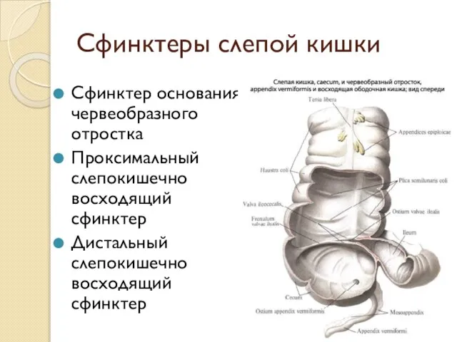 Сфинктеры слепой кишки Сфинктер основания червеобразного отростка Проксимальный слепокишечно­ восходящий сфинктер Дистальный слепокишечно­ восходящий сфинктер