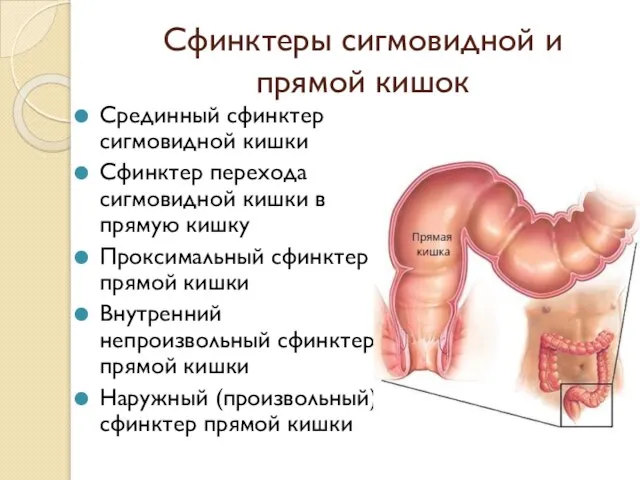Сфинктеры сигмовидной и прямой кишок Срединный сфинктер сигмовидной киш­ки Сфинктер перехода сигмовидной