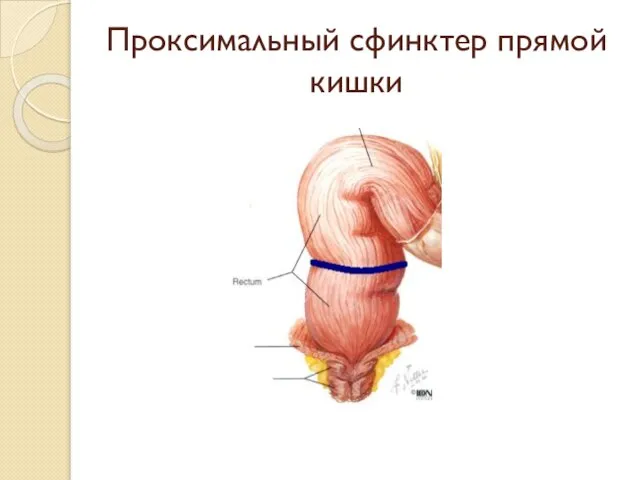 Проксимальный сфинктер прямой кишки