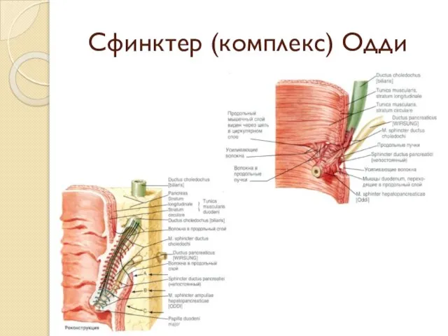 Сфинктер (комплекс) Одди