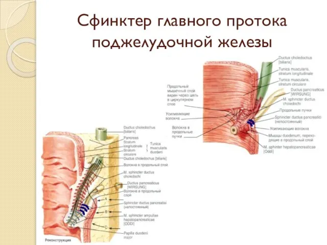 Сфинктер главного протока поджелудочной железы
