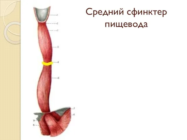 Средний сфинктер пищевода