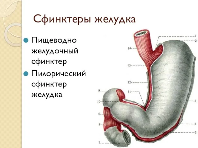 Сфинктеры желудка Пищеводно­ желудочный сфинктер Пилорический сфинктер желудка