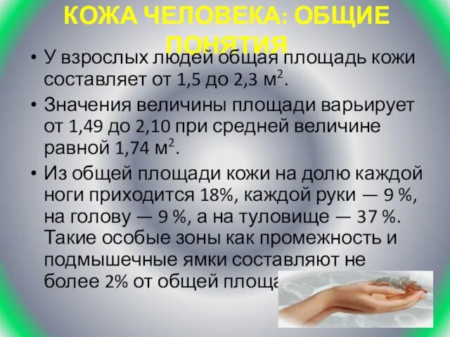 КОЖА ЧЕЛОВЕКА: ОБЩИЕ ПОНЯТИЯ У взрослых людей общая площадь кожи составляет от