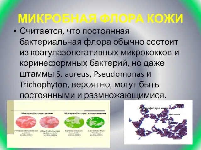 МИКРОБНАЯ ФЛОРА КОЖИ Считается, что постоянная бактериальная флора обычно состоит из коагулазонегативных