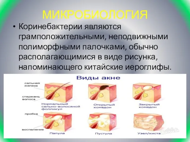 МИКРОБИОЛОГИЯ Коринебактерии являются грамположительными, неподвижными полиморфными палочками, обычно располагающимися в виде рисунка, напоминающего китайские иероглифы.